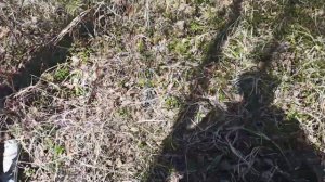 За берёзовым соком # 1   Ушумун