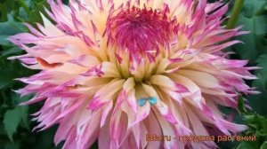 Георгина бахромчатая Пайнлендс Принцесс ? обзор: как сажать, рассада георгины Пайнлендс Принцесс