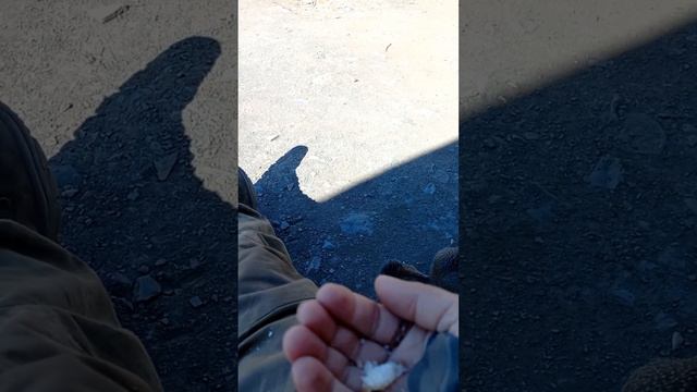 Город Билибино, подкармливаю местного жителя. #рек #видео #сам #топ #делаю #топчик #север #вахта