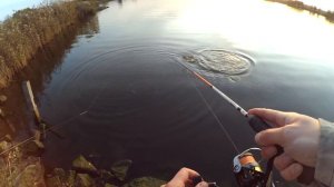 Крупный окунь в Сентябре! 22.09.2019