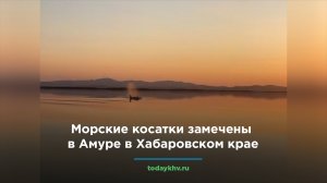 Морские косатки замечены в Амуре в Хабаровском крае