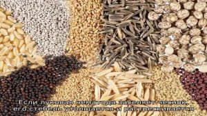 К какому типу червей относится луковая нематода, и как с ней бороться