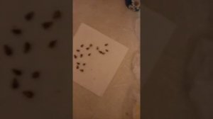 как прорастить виноград из косточки