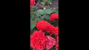 Роза Леди оф Белград