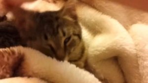 Кот спит без сознания