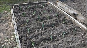 Высадка рассады лука в открытый грунт.mp4