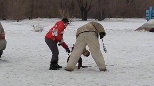 Доберман РК Амбиция. Задержание.