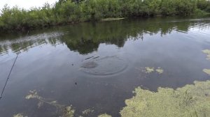 Рыбалка на фидер на реке РЫБАЛКА на малой реке черноземья!!!