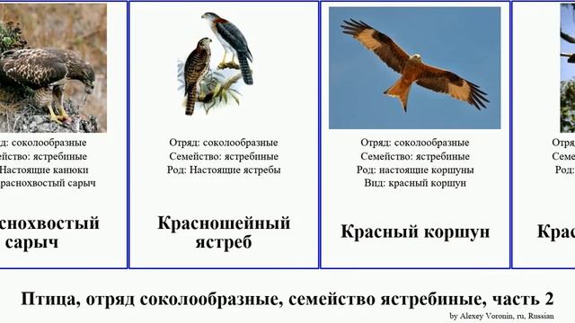 Птица, отряд соколообразные, семейство ястребиные, часть 2 канюк мадагаскарский орёл перепелятник