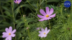 САД НА РУБЛЕВКЕ ИЛИ ДАЧА ПОД ОКНАМИ! / rublevkaTV