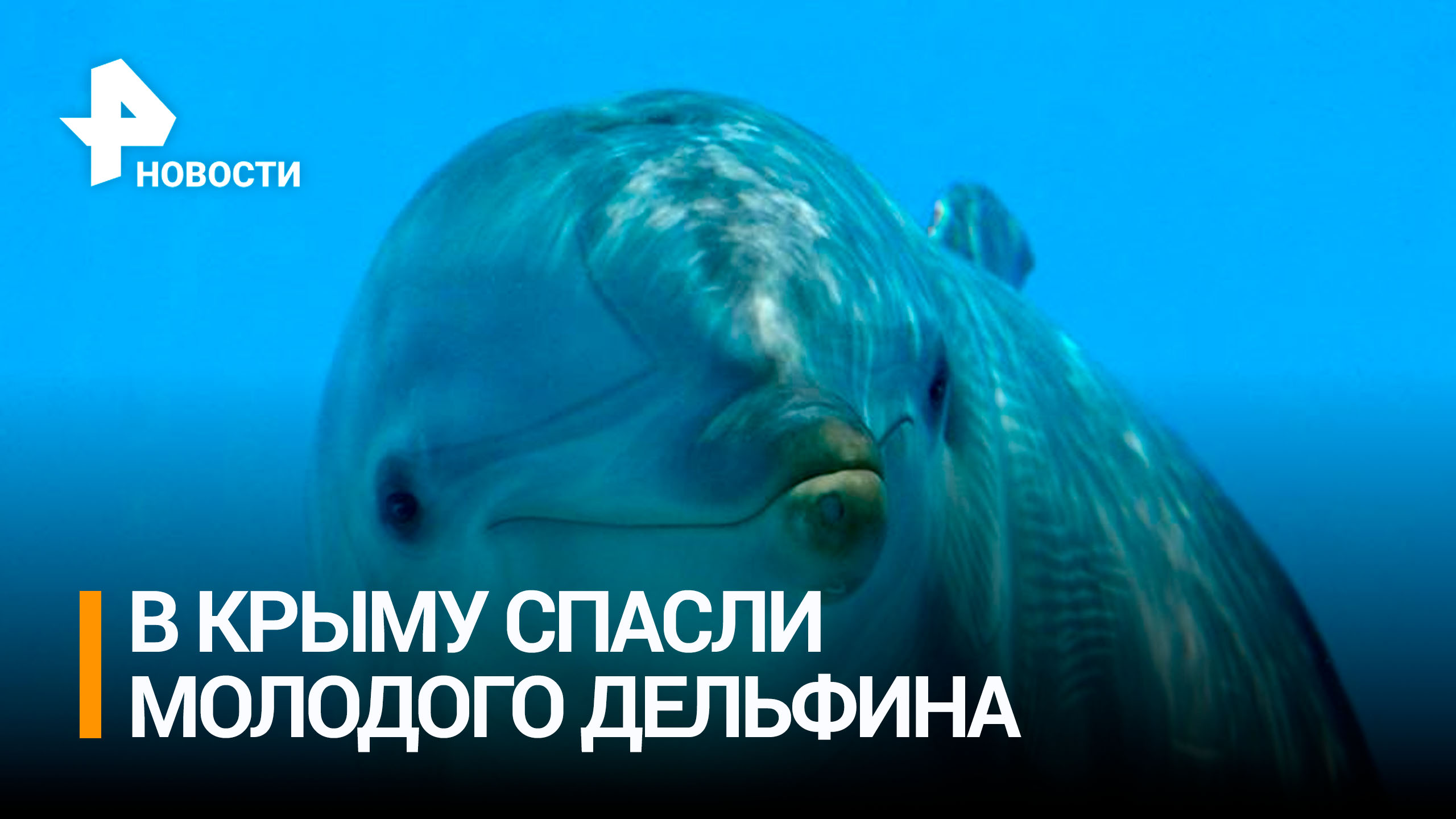 В Крыму 12 часов спасали выбросившегося на берег дельфина / РЕН Новости