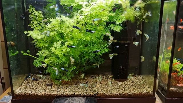 Гуппи змеиная кожа + черно-синие + панды смотреть онлайн