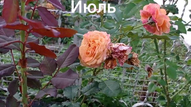 Роза "Ла вилла Котта". Вспоминаем лето 2022. смотреть онлайн