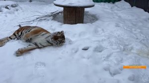 Не удалять стрим ?)