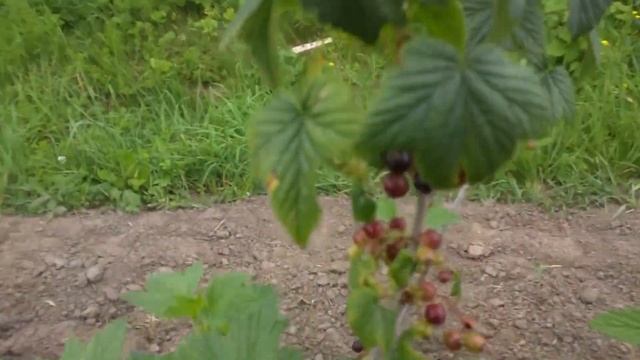 Моя мини плантация смородины ) смотреть онлайн