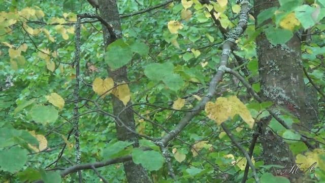 ♫ Улыбка осени... - Вадим Гурьев. Vadim Guryev - Smile of Autunm... смотреть онлайн