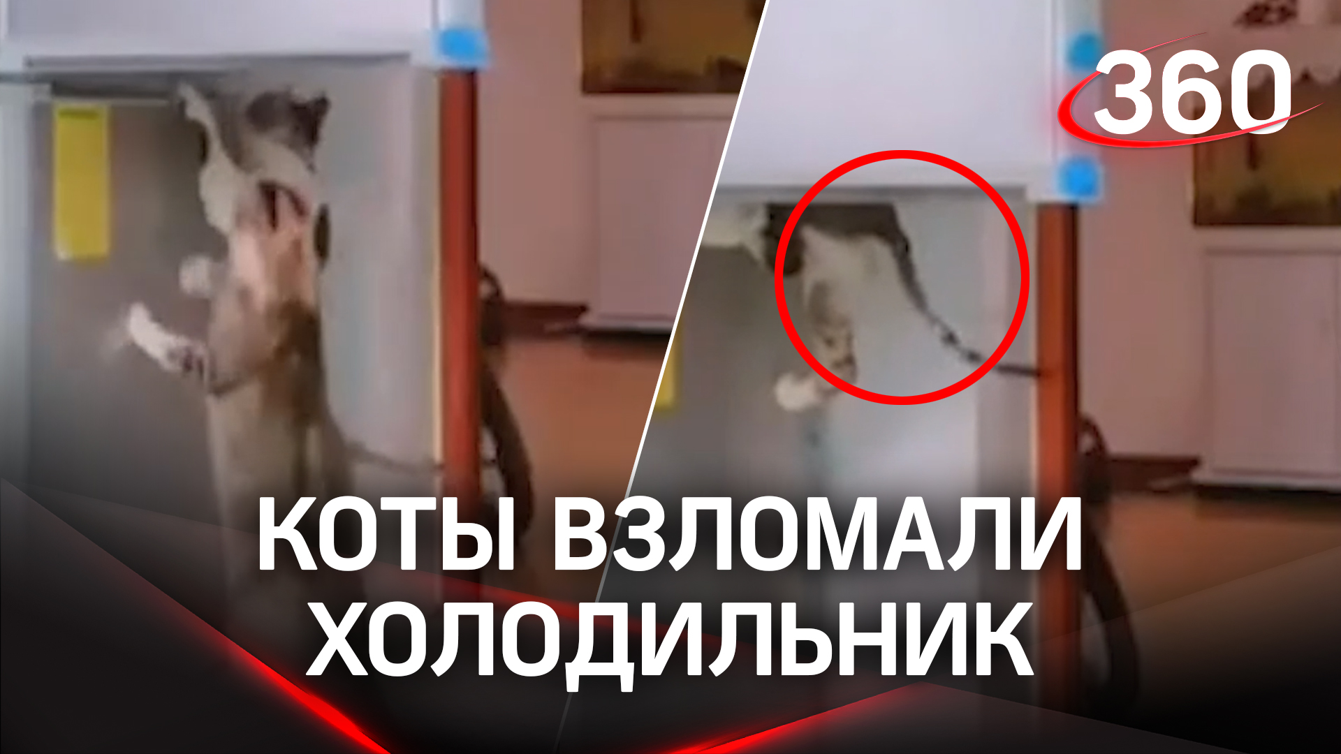 Всемогущие коты взломали неприступный холодильник