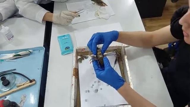 Препарирование речного рака