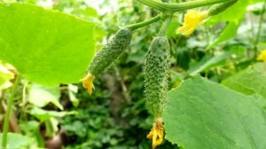 Огурцы в миг пойдут в рост! Засыпят урожаем и желтеть не будут! Просто полейте этим всходы огурцов