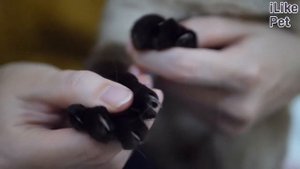 6 советов для стрижки кошачьих когтей