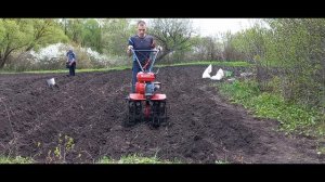 Эффективная посадка картофеля под мотоблок от А до Я. Совет старого тракториста.