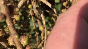 Лиственница европейская Пули/ Larix decidua Puli