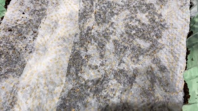 Сажаю так картофель для получения первосортного урожая смотреть онлайн