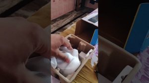 Tapo c500 quick unboxing