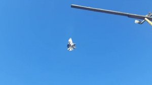 НИКОЛАЕВСКИЕ ГОЛУБИ. МАЛО ЯСТРЕБОВ И СОКОЛОВ, ТЕПЕРЬ ЕЩЁ И ГРАЧИ НАПАДАЮТ. ? NIKOLAEVSKIE PIGEONS.