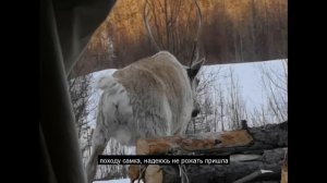 Конец сезона охоты на волка в Якутии.