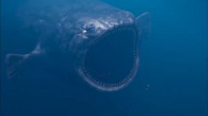 The Bloop Monster VS The Megalodon | Who Would Win?!
