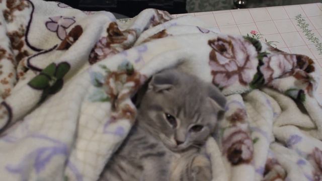 Наш Вислоухий шотландский котик😻😻😻 смотреть онлайн