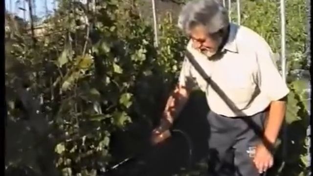 Вредители винограда смотреть онлайн