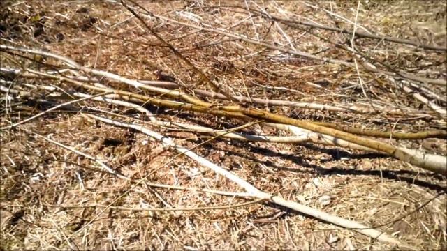 Как создать экологическую тропу здоровья и сад ниваки на даче. (ч2) Сосна ниваки на даче.