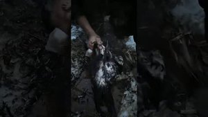 Как быстро ощипать уток и гусей руками