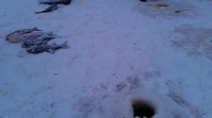 Толстолобики зимой