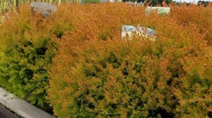 Thuja Fire Chief ™ (Globe Arborvitae)
