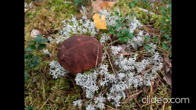 Анастасия Пчелина - Белые грибы 5 ( фото шляпок белых грибов боровиков ) смотреть онлайн