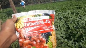 DITHANE M-45 75% WP Menckozeb. Contact fungicide . potato spray