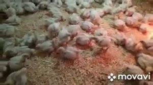 Нам, уже две недели.  Выращивание бройлера от "А" до  "Я". Проект бройлер "КОББ-500".