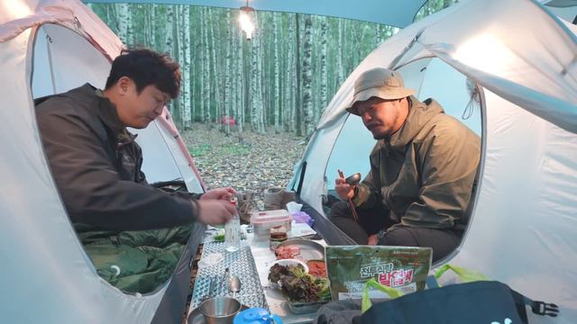 가을 자작나무 숲속 캠핑