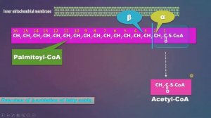 Beta oxidation overview: Fatty acid oxidation: Part 5