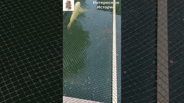 ДЕКОРАТИВНЫЕ КАРПЫ В ЧАСТНОМ ПРУДУ. АНГЛИЯ. смотреть онлайн