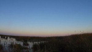 Охота на утку в болоте на рассвете/Много чирков собралось в этом месте!!!