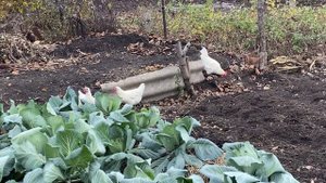 Самая лучшая порода кур Бресс Гальцы Немецкая селекция