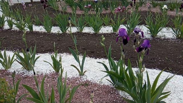 Ирисы и декоративная садовая дорожка. Garden Walkway смотреть онлайн