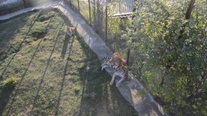 ФРИДА  и ФУНТИК  ! Тигрята подросли .Тайган .Крым