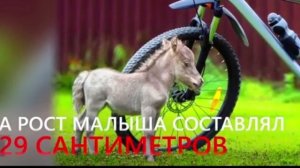 Гуливер - самая маленькая лошадь в мире