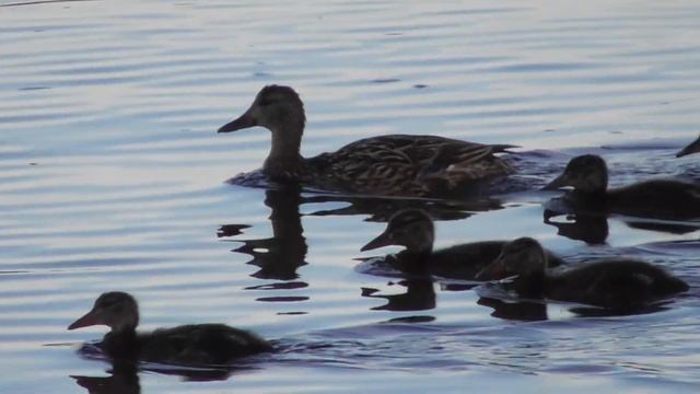 Duck 18. Серая утка с утятами. Утки 18 +.