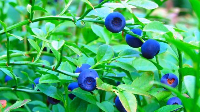 релакс музыка и видео для релаксации фото природы. смотреть онлайн